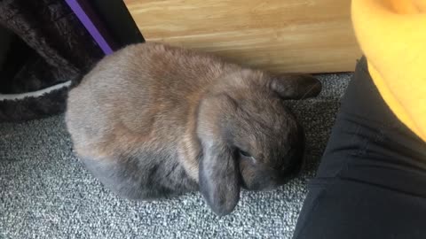 Bunny Dying For Attention