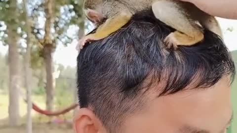 The little macaque fell asleep on the keeper's head