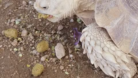 Chickens hanging with the tortoise