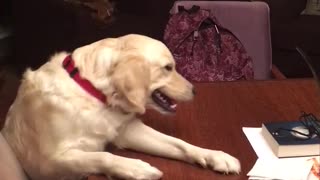 Golden retriever with red collar trying to reach for something on table gives up and barks