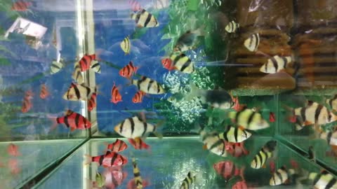 Beautiful fish swim well.