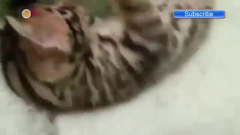 Funny Cat Clip Compilation