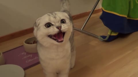 Crazy hungry scottish fold kitten