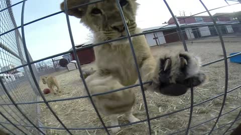 Lion cub close-up at Gentry Safari