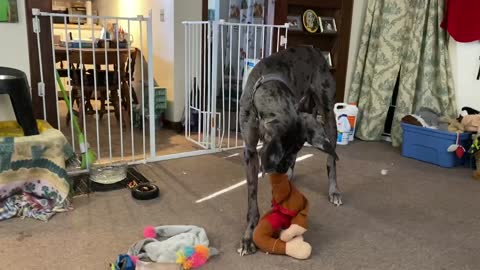 Great Dane Entertains Himself