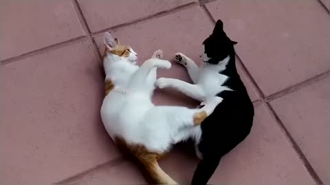 Epic Cat Fight