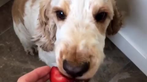 Dogy Likes To Eat Strawberry