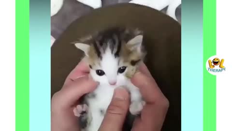 A kitten meowing