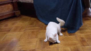 Look this cute cat playing in bedroom