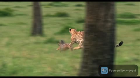 African-cats chasing Wide Dogs