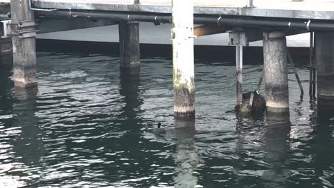 Ducks take turn keeping eggs warm while building nest