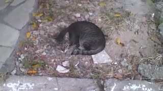 Sleepy kitten naps in the middle of the sidewalk on the street [Nature & Animals]