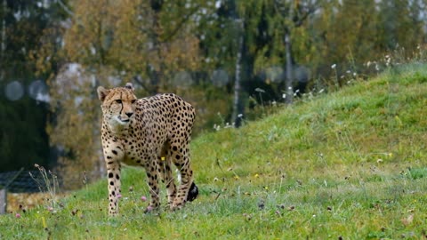 jaguar vs cheetah speed slow motion_ jaguar speed