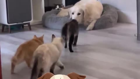 The funny gray cat tried to provoke the dog