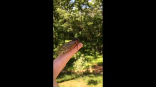 Cicada Orgy