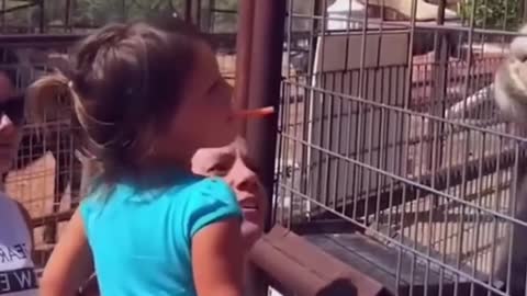 Funniest Baby at the Zoo