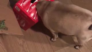 Poppy the Pug Gets Head Stuck in Soda Box