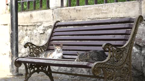Cats Resting On A Bench Placed On The Street Side