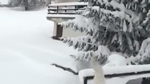 Dog flies in snow head firs!!!