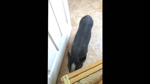 Vladdy the mini pig - noise and grunts