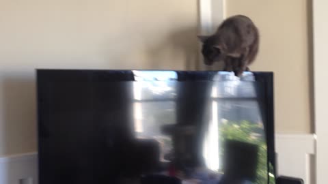 Cat hilariously falls while "tightrope-walking" TV