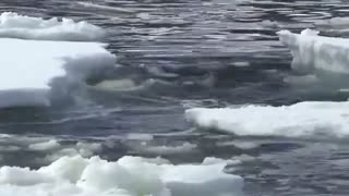 Frozen Planet: Killer Whales "Wave Wash" Seal