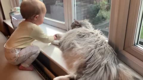 Adorable baby always cuddles her malamute puppy and cat