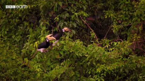 Hornbills Pluck Bats Mid-flight | Eden: Untamed Planet | BBC Earth