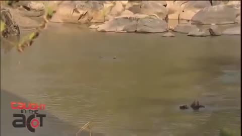 Nile Crocodile catch Wildebeest - CAUGHT IN THE ACT_Cut.mp4