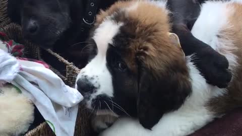 Older dog preciously cuddles with puppy