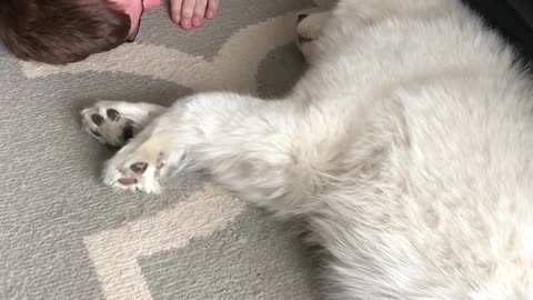 This dude and his Samoyed adorably boop each other