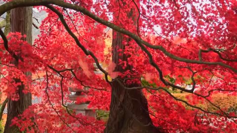 Lover's tree | really to beautiful - you much watch