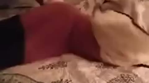 Rescue Dog Experiences A Bed For The First Time