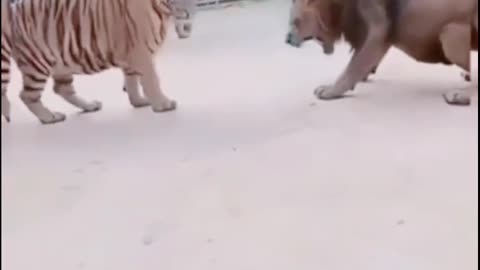 Lion vs Tiger