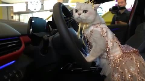 Cat car model 2021