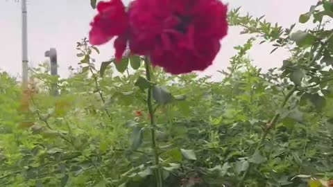 Little red flowers blown by the wind