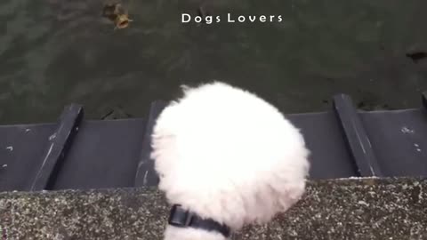 My sister's Dog Watches Fish in The Lake With Astonishment.