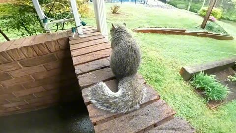 Squirrel was waiting for me outside to get her lunch 🐿️🐾