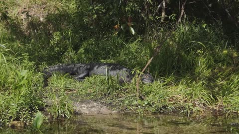 Komodo Dragon Vs American Alligator