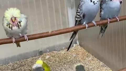 A group of lovebirds eat grain and sing