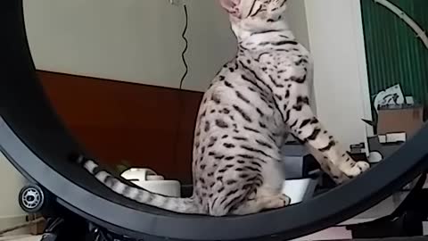 One fast cat wheel. Cheetoh cats [SECRET CAMERA]