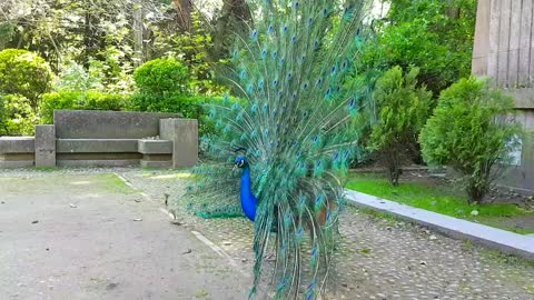 Pavo Real con Plumaje Extendido. Peacock with Extended Plumage. Pavo Muticus. Merak Bird
