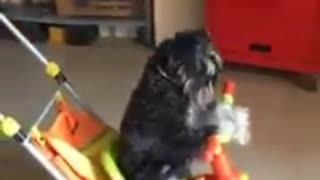 Black dog riding toy car around
