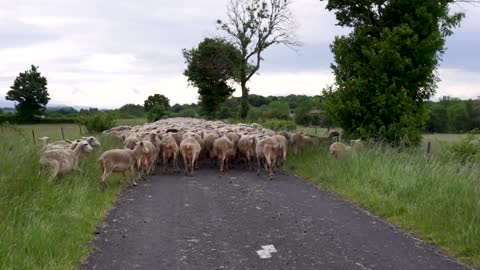 Flock sheep blood village road