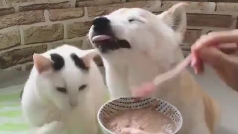 Cat and dog eat together