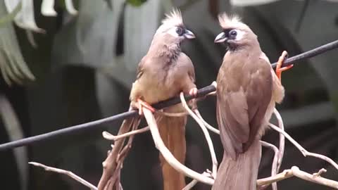 Strange shaped birds