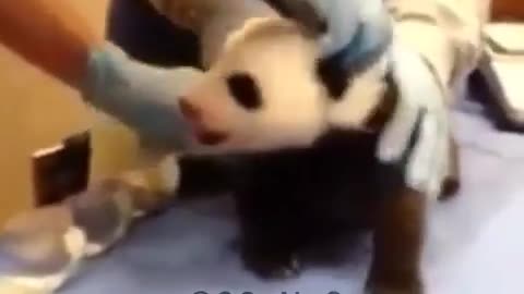 A panda scream like a baby