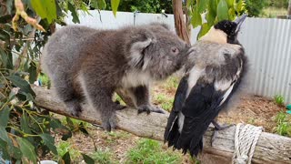 Koala Runs Into Magpie Road Block