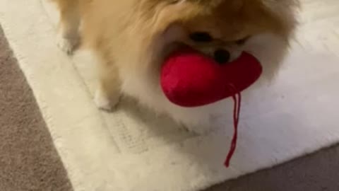 Rough play with a pom