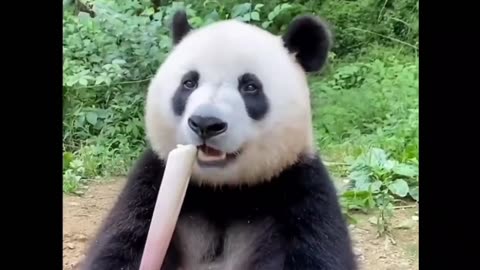 Panda Eats Bamboo Snack 😅🐼